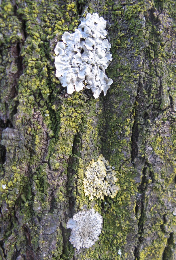 Licheni su corteccia di Prunus pissardii